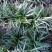 日本矮麦冬草耐寒别墅庭院园林绿化草坪植物带土麦冬草苗
