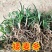 日本矮麦冬草耐寒别墅庭院园林绿化草坪植物带土麦冬草苗