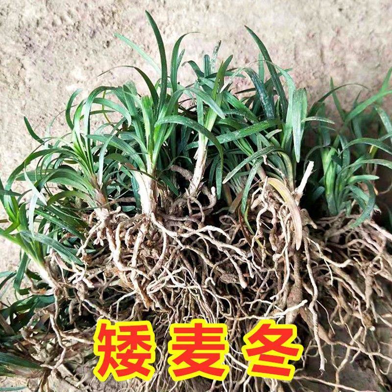 日本矮麦冬草耐寒别墅庭院园林绿化草坪植物带土麦冬草苗