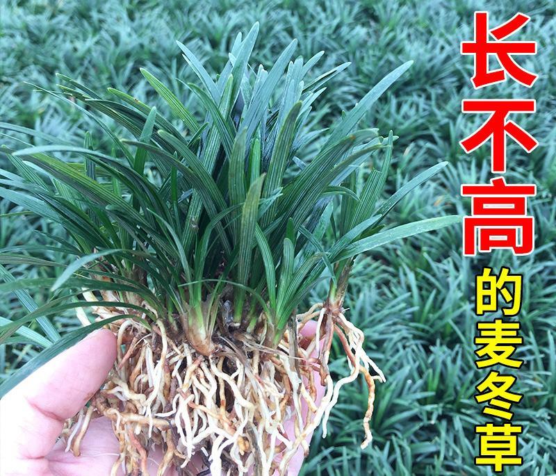 日本矮麦冬草耐寒别墅庭院园林绿化草坪植物带土麦冬草苗