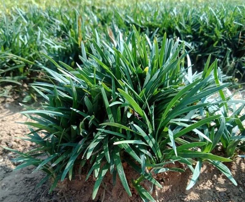 日本矮麦冬草耐寒别墅庭院园林绿化草坪植物带土麦冬草苗