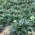 日本矮麦冬草耐寒别墅庭院园林绿化草坪植物带土麦冬草苗