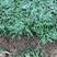 日本矮麦冬草耐寒别墅庭院园林绿化草坪植物带土麦冬草苗
