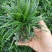 日本矮麦冬草耐寒别墅庭院园林绿化草坪植物带土麦冬草苗