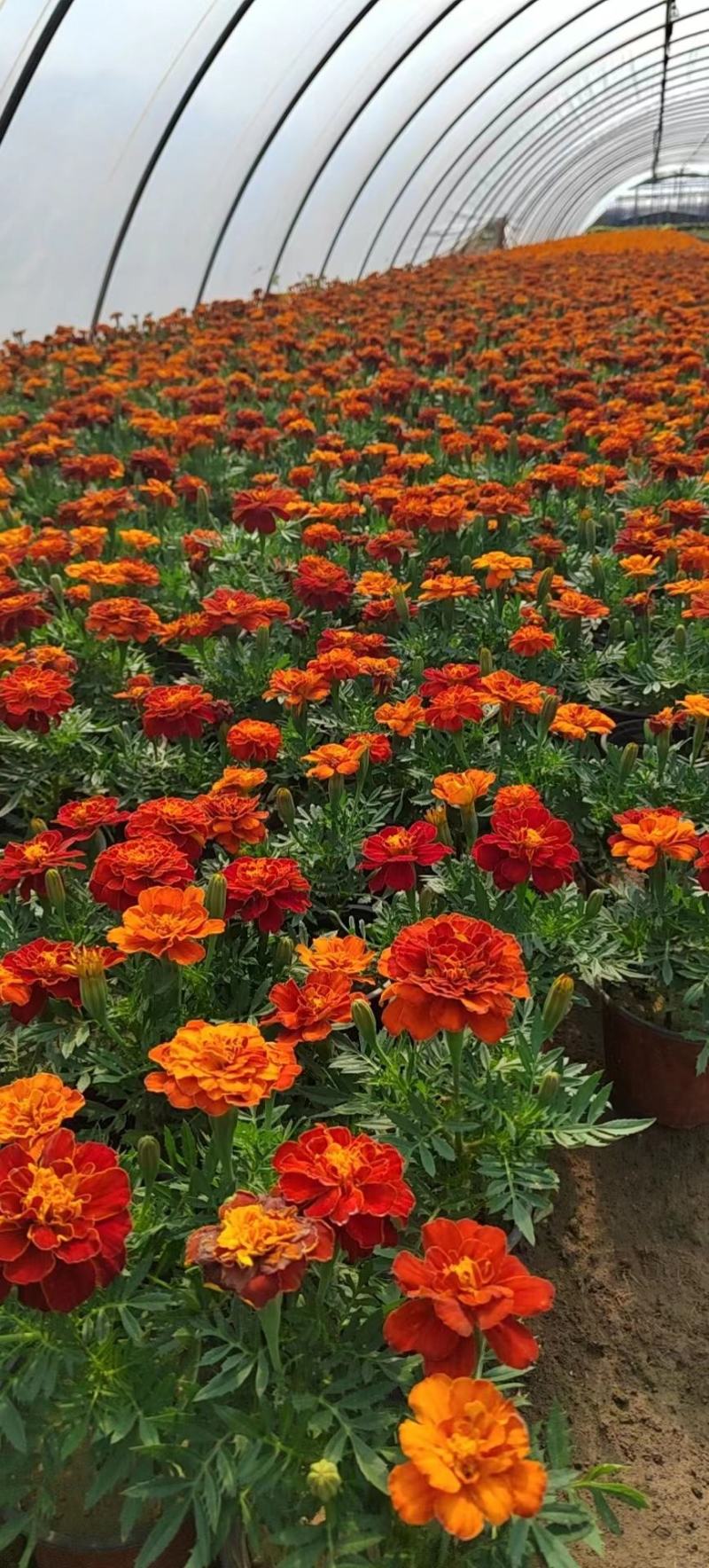 菊花布展组摆专用正常花期