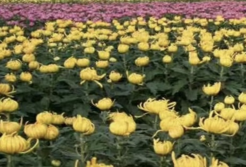 菊花，盆景正常花期全部现货造型，嫁接花根壮叶肥