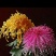 菊花，盆景正常花期全部现货造型，嫁接花根壮叶肥