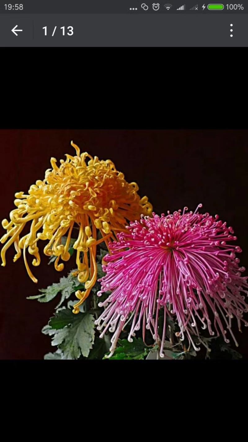 菊花，盆景正常花期全部现货造型，嫁接花根壮叶肥