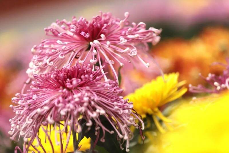 菊花，盆景正常花期全部现货造型，嫁接花根壮叶肥