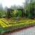 菊花，盆景正常花期全部现货造型，嫁接花根壮叶肥