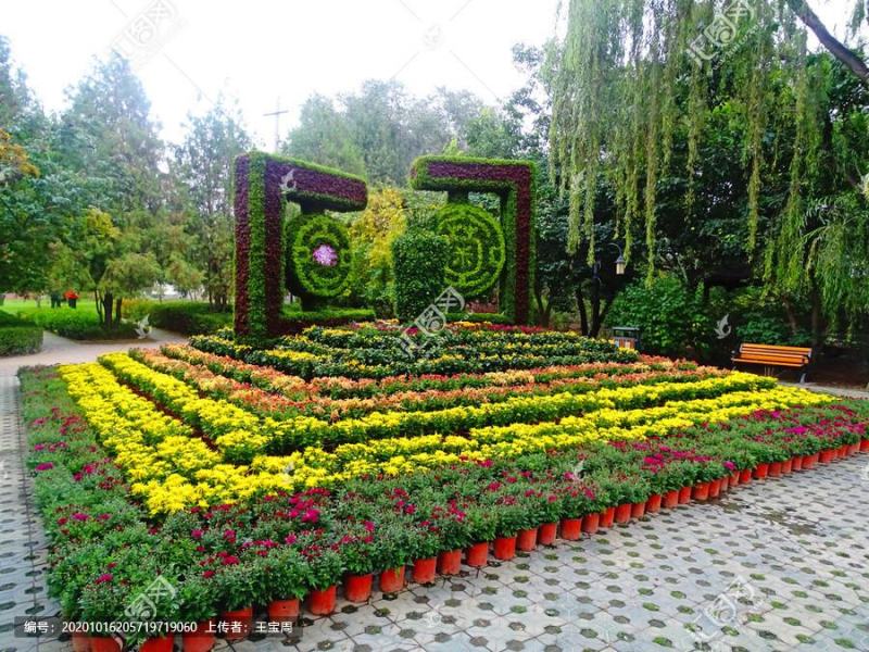 菊花，盆景正常花期全部现货造型，嫁接花根壮叶肥