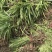 耐寒金边麦冬草批发开紫花庭院花园卧室园林地被兰花草植物