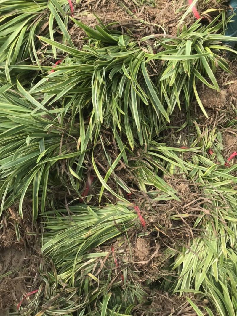 耐寒金边麦冬草批发开紫花庭院花园卧室园林地被兰花草植物