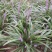 耐寒金边麦冬草批发开紫花庭院花园卧室园林地被兰花草植物