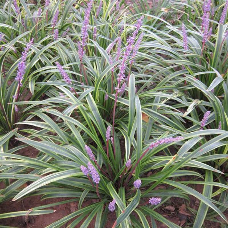 耐寒金边麦冬草批发开紫花庭院花园卧室园林地被兰花草植物