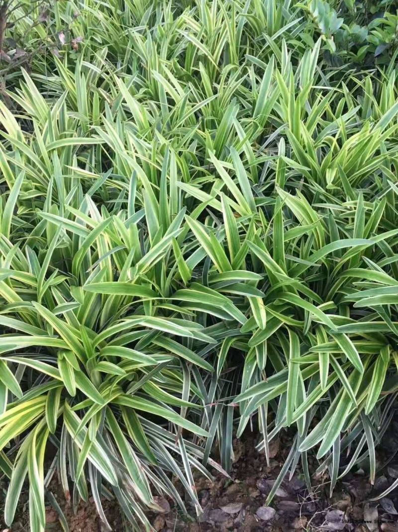 耐寒金边麦冬草批发开紫花庭院花园卧室园林地被兰花草植物