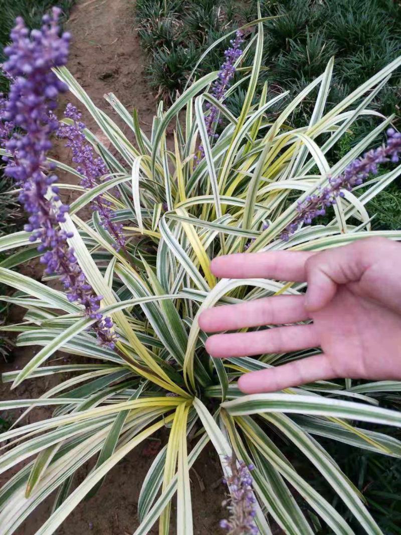 耐寒金边麦冬草批发开紫花庭院花园卧室园林地被兰花草植物