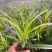 耐寒金边麦冬草批发开紫花庭院花园卧室园林地被兰花草植物