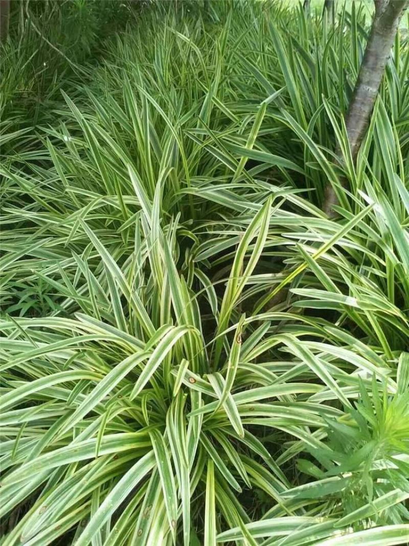 耐寒金边麦冬草批发开紫花庭院花园卧室园林地被兰花草植物