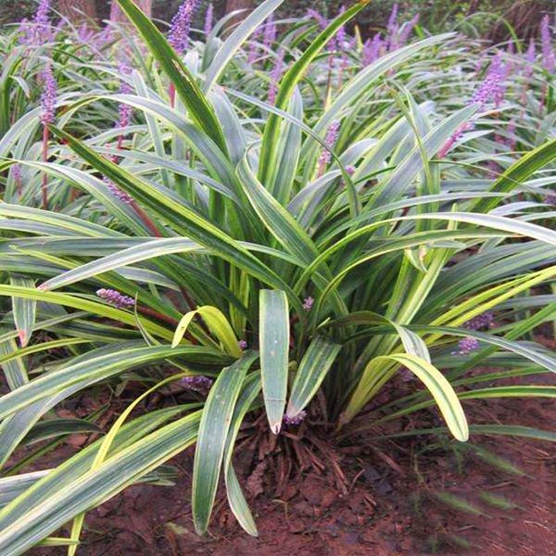 耐寒金边麦冬草批发开紫花庭院花园卧室园林地被兰花草植物
