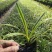 耐寒金边麦冬草批发开紫花庭院花园卧室园林地被兰花草植物