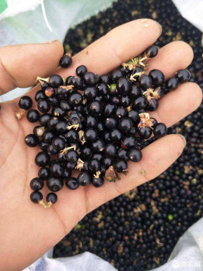 新采麦冬草种子沿阶草玉龙草种子大叶小叶矮麦冬草籽绿化