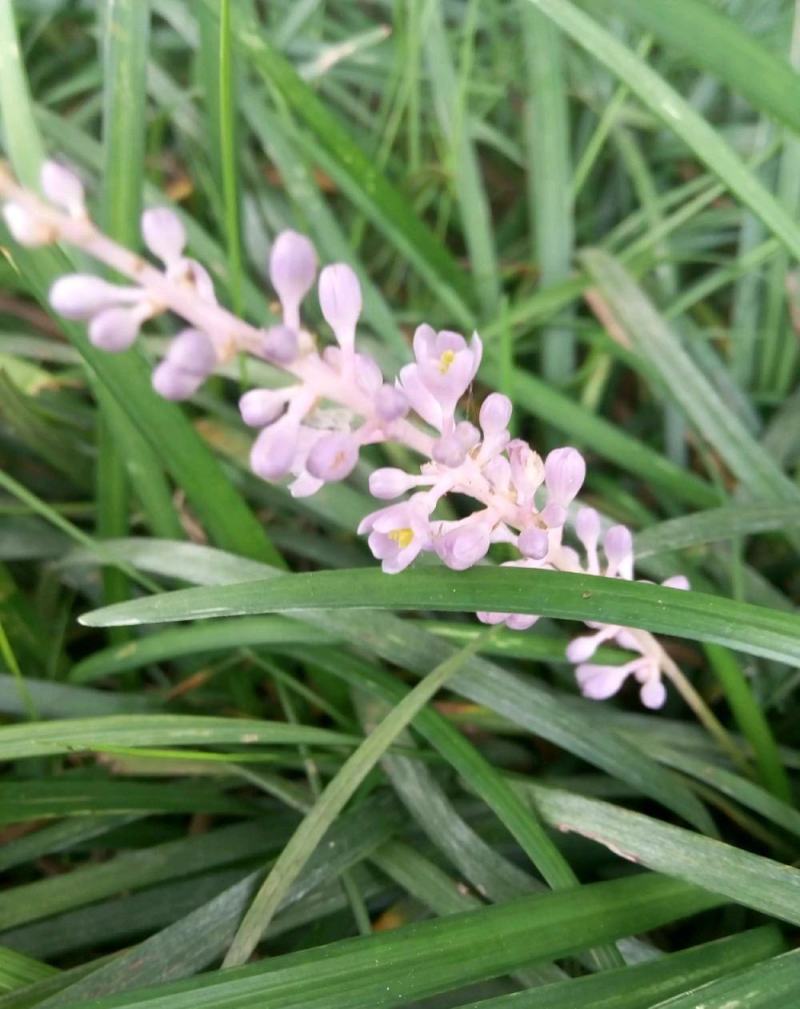 新采麦冬草种子沿阶草玉龙草种子大叶小叶矮麦冬草籽绿化