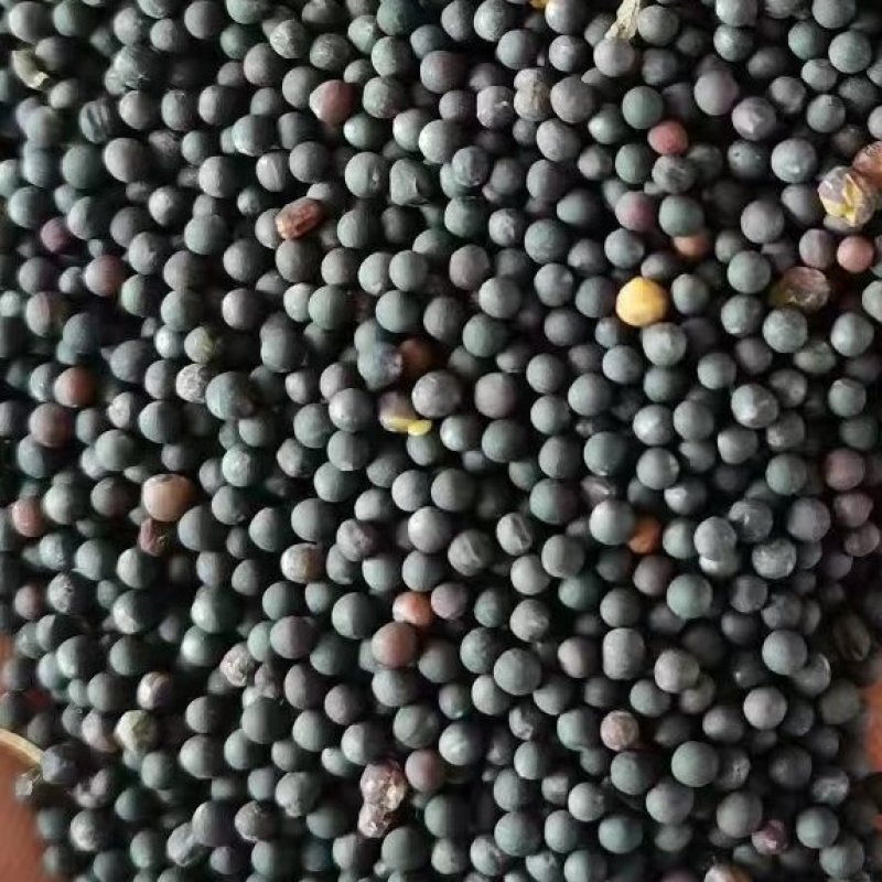 油菜籽出油率高颗粒饱满厂家直销货源充足品质保证