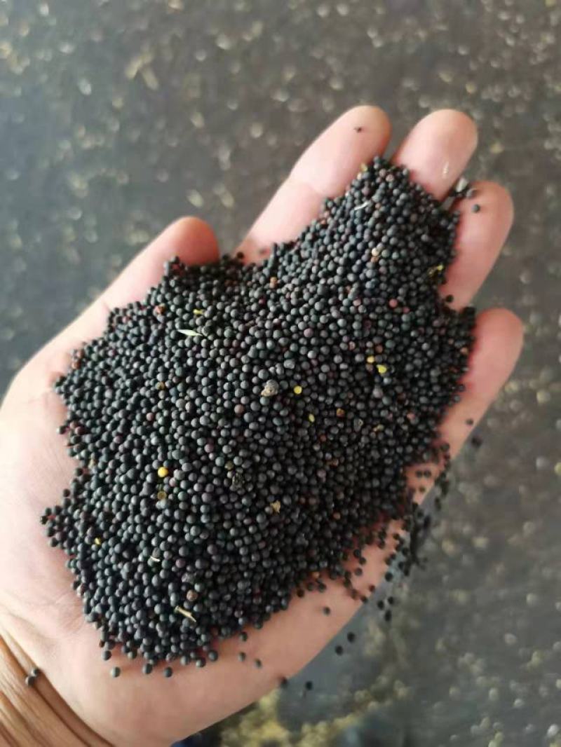 油菜籽出油率高颗粒饱满厂家直销货源充足品质保证