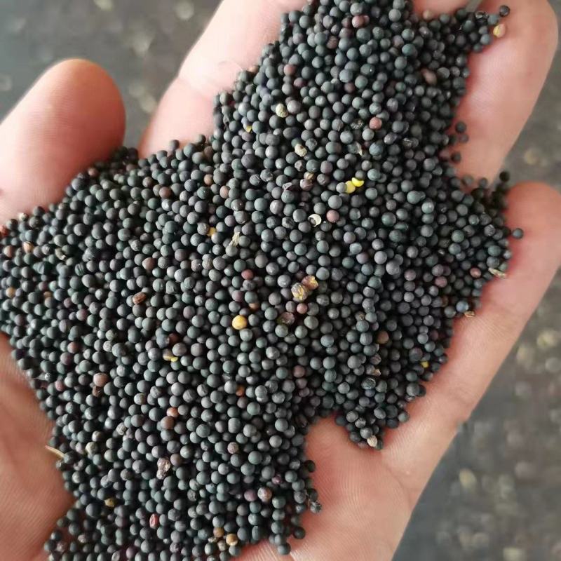 油菜籽出油率高颗粒饱满厂家直销货源充足品质保证