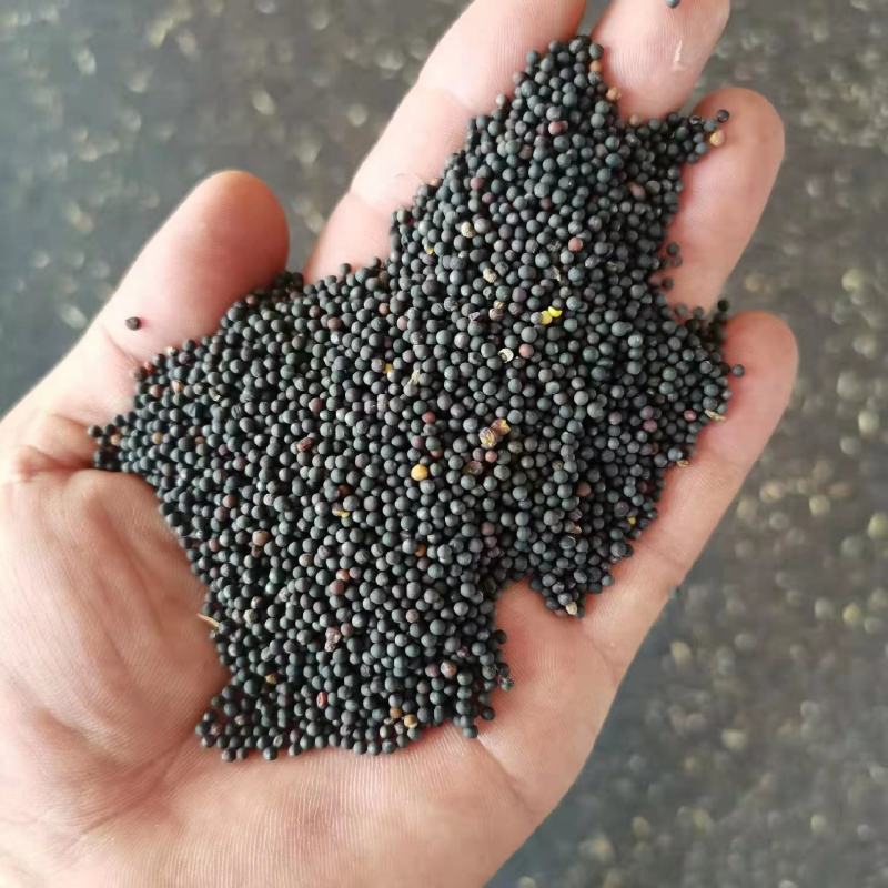 油菜籽出油率高颗粒饱满厂家直销货源充足品质保证