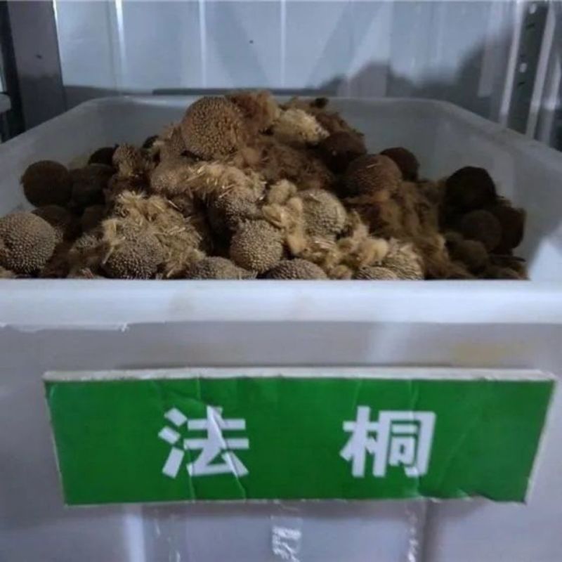 出售林木种子法桐种子法国梧桐英国梧桐法桐种子