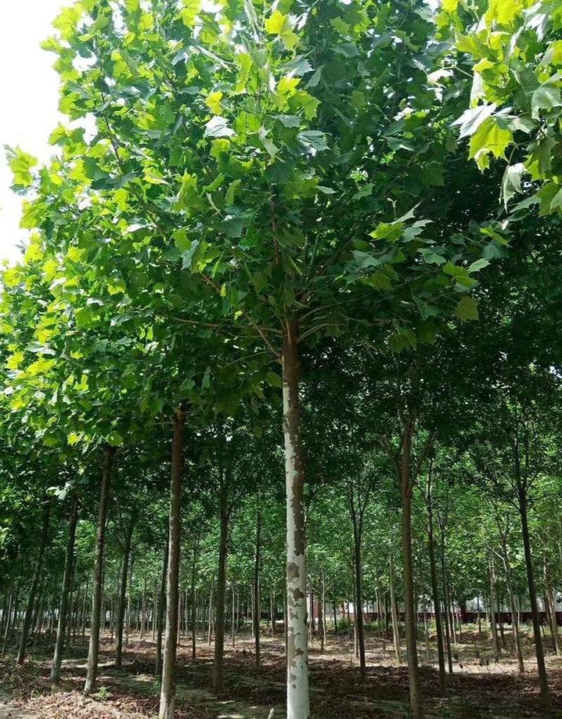 出售林木种子法桐种子法国梧桐英国梧桐法桐种子