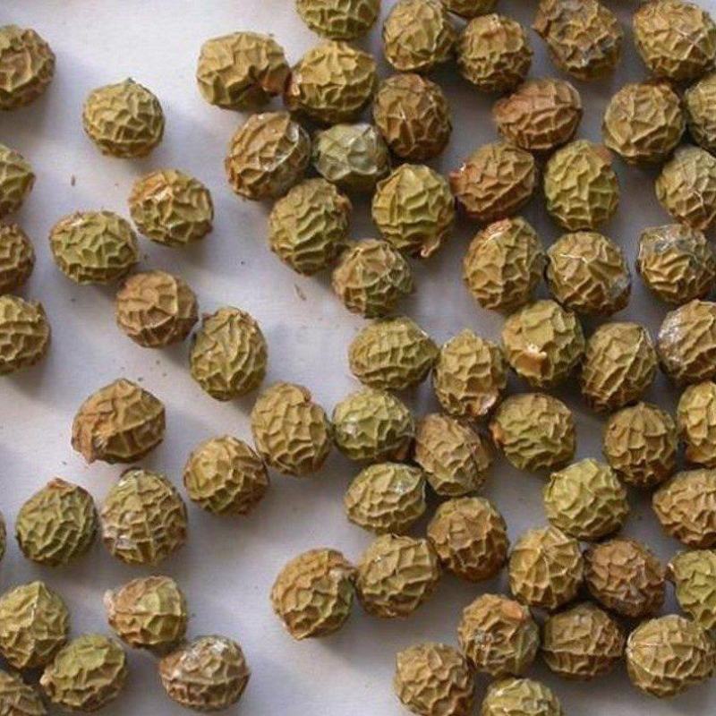 青皮梧桐梧桐树梧树桐麻中国梧桐种子
