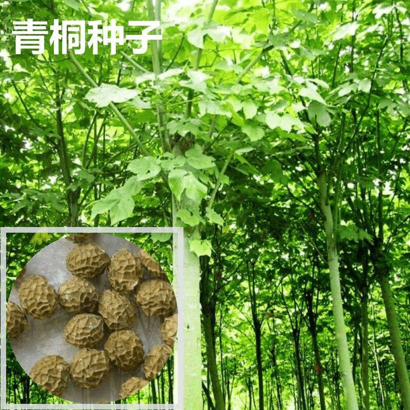青皮梧桐梧桐树梧树桐麻中国梧桐种子