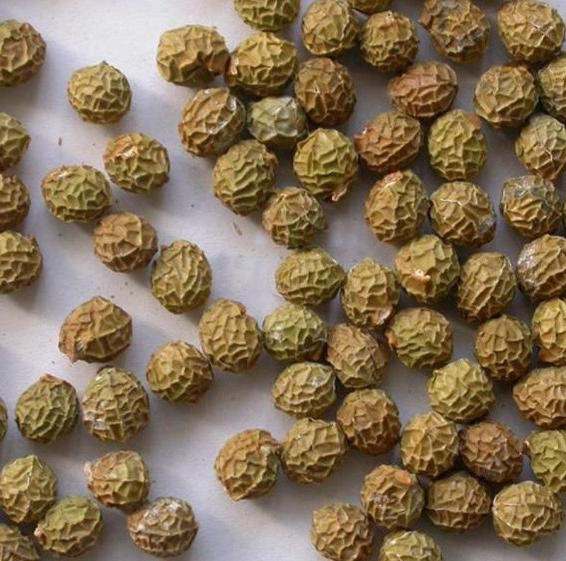青皮梧桐梧桐树梧树桐麻中国梧桐种子
