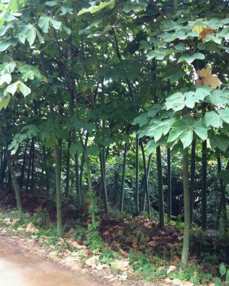 青皮梧桐梧桐树梧树桐麻中国梧桐种子