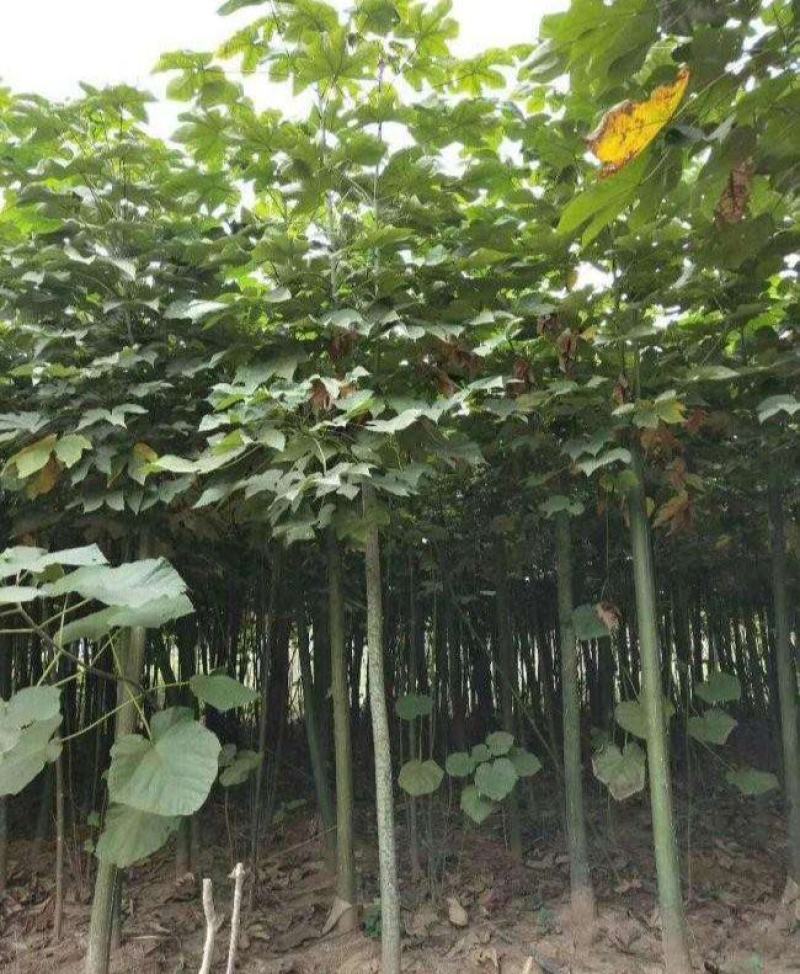 青皮梧桐梧桐树梧树桐麻中国梧桐种子