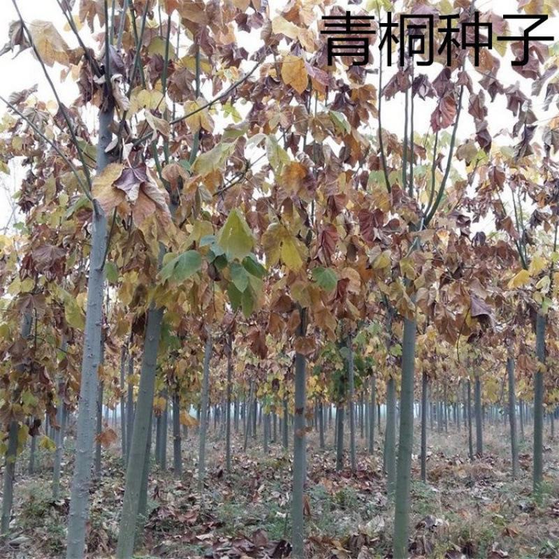 青皮梧桐梧桐树梧树桐麻中国梧桐种子