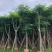 出大量凤凰木价格美丽有须要的老板联系小弟