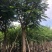出大量凤凰木价格美丽有须要的老板联系小弟