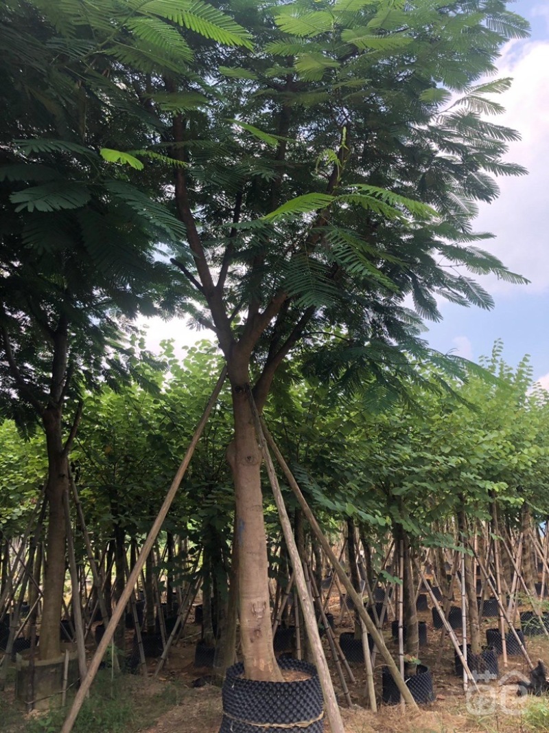 出大量凤凰木价格美丽有须要的老板联系小弟