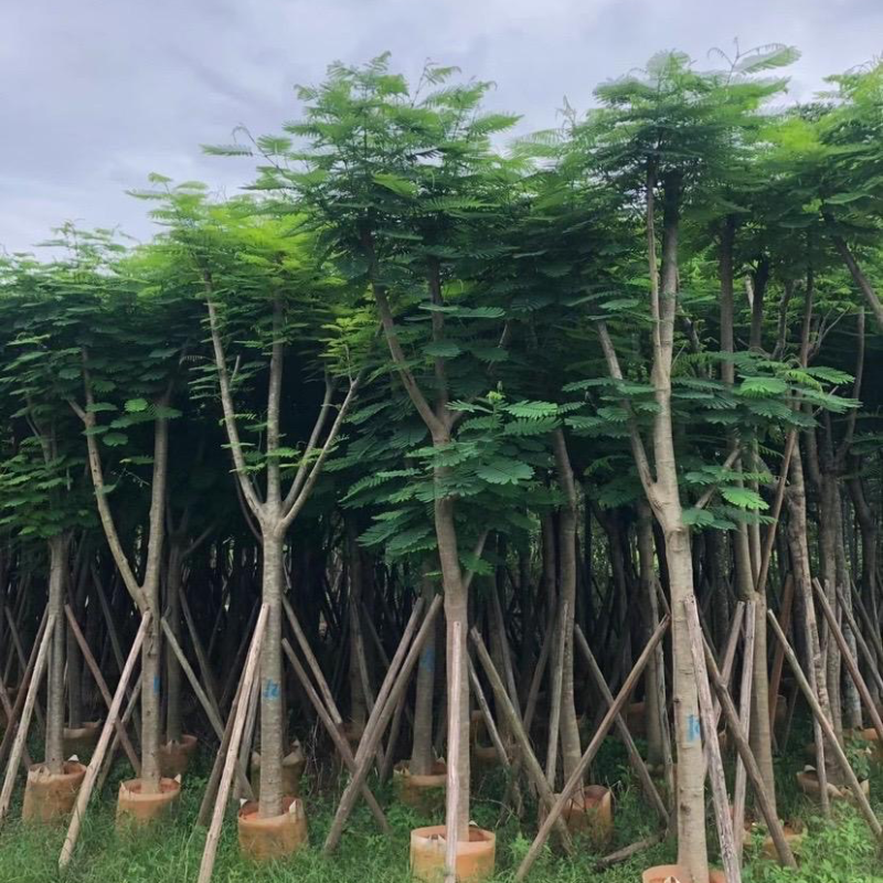 出大量凤凰木价格美丽有须要的老板联系小弟