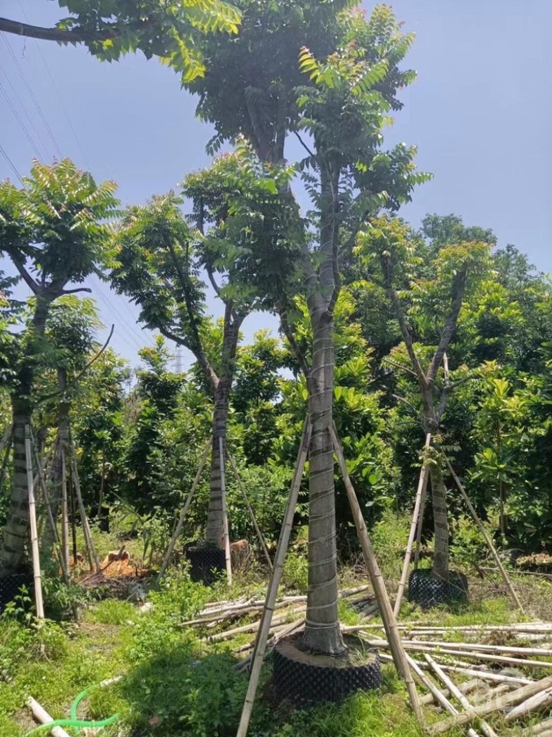 麻楝大量现货价格美丽