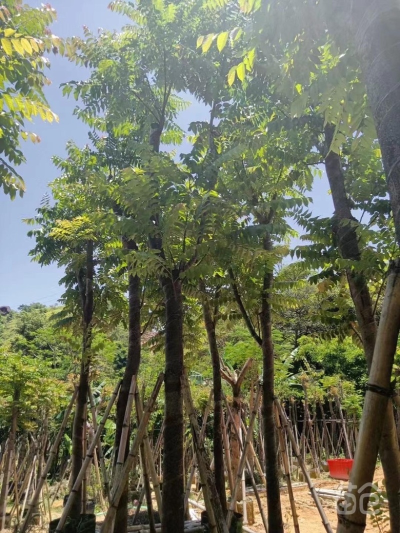 麻楝大量现货价格美丽