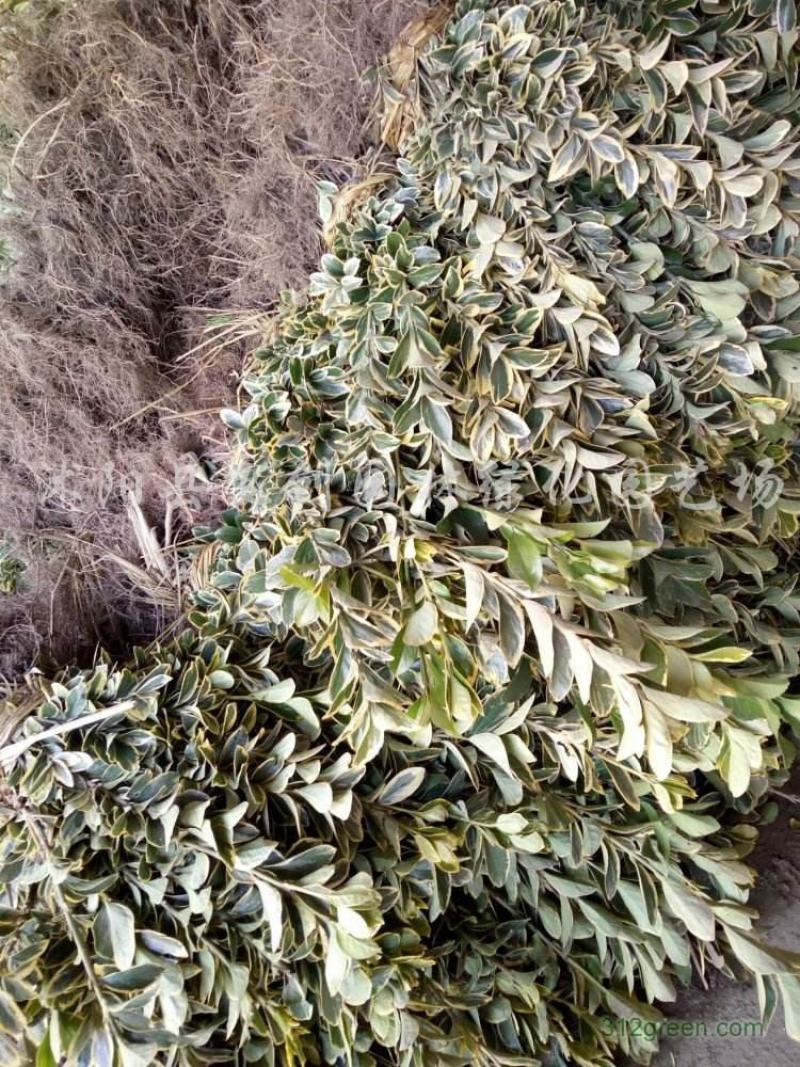 冬青绿化工程