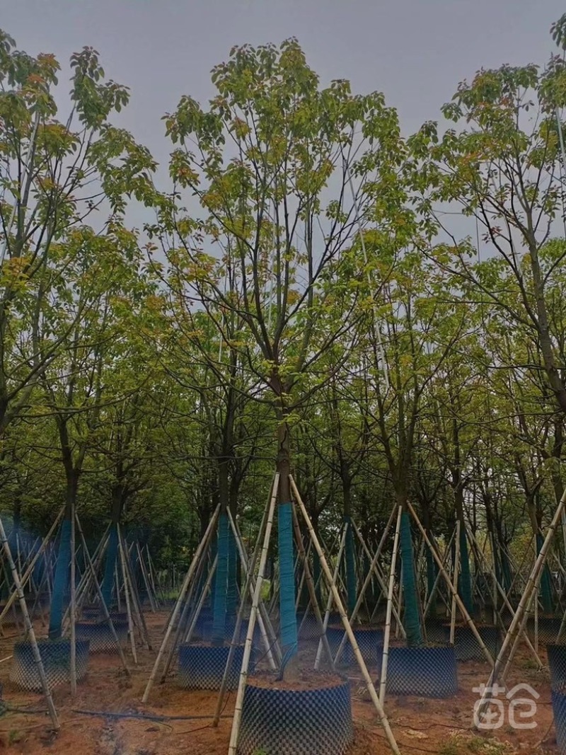 大量香樟出售价格美丽喜欢的老板联系小弟