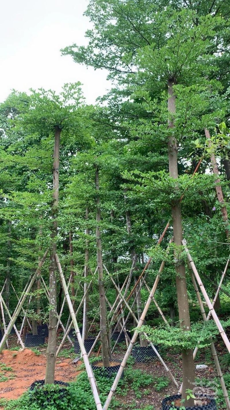 出售小叶榄仁有须要的老板联系