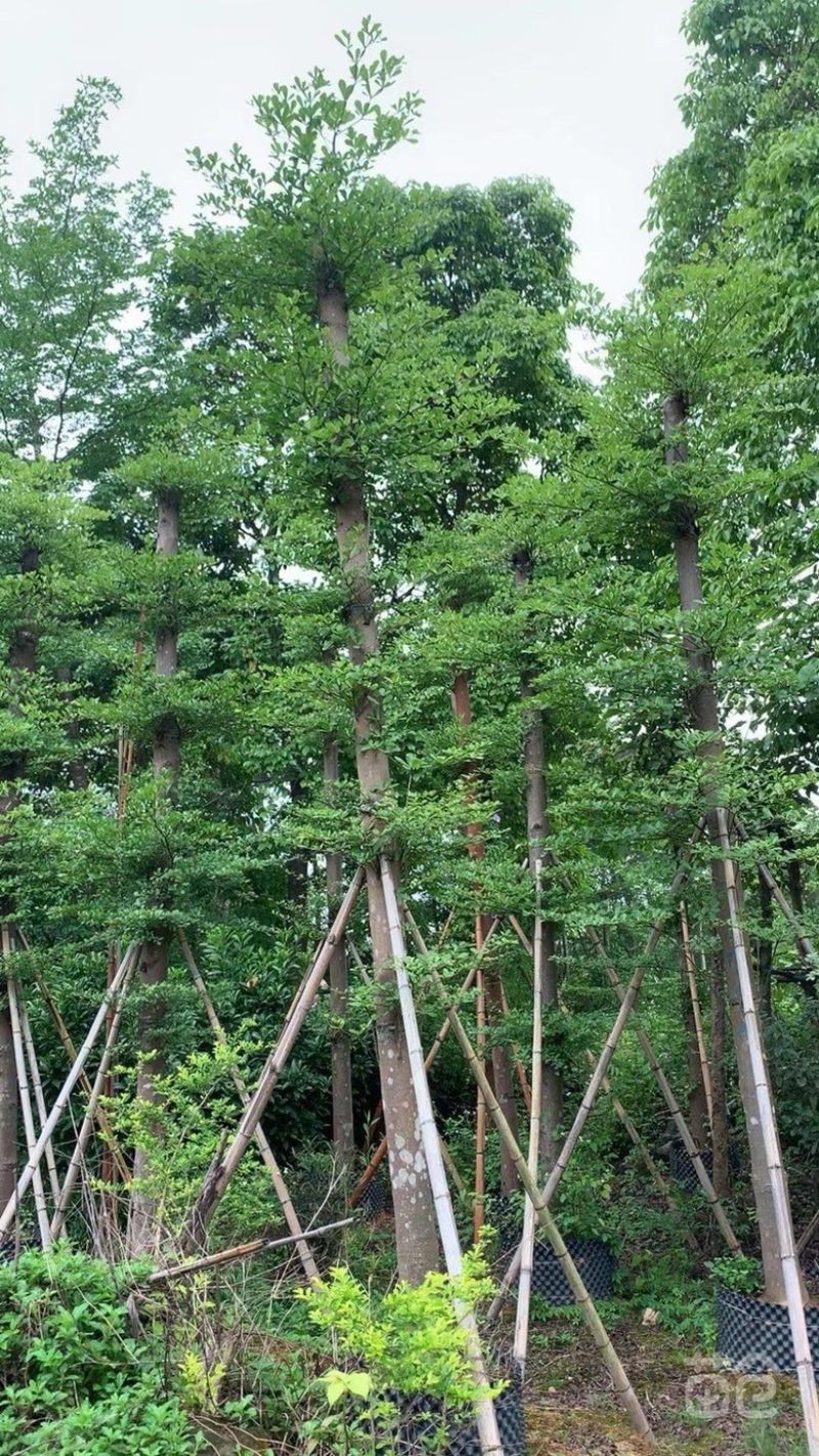 出售小叶榄仁有须要的老板联系