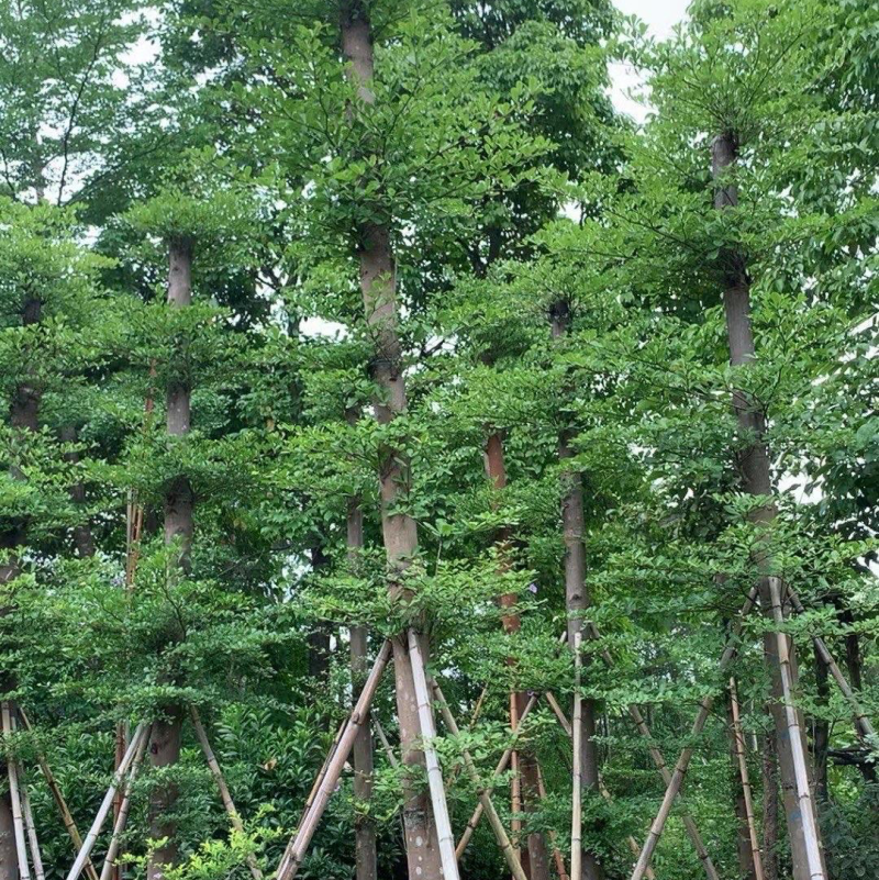 出售小叶榄仁有须要的老板联系